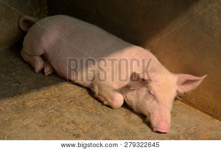 Close Up Of Some White Color Domesticated Piggy, Piglet ( Sus Scrofa Domesticus ), Large White Yorks