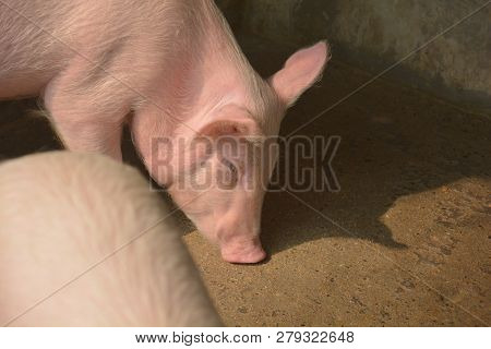 Close Up Of Some White Color Domesticated Piggy, Piglets ( Sus Scrofa Domesticus ), Large White York