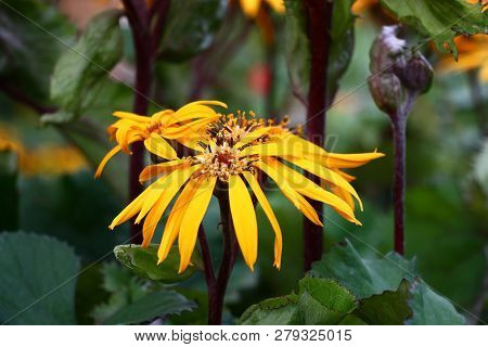 The Ligularis Dentata Plentifully Blossoms Yellow Bright Flowers.