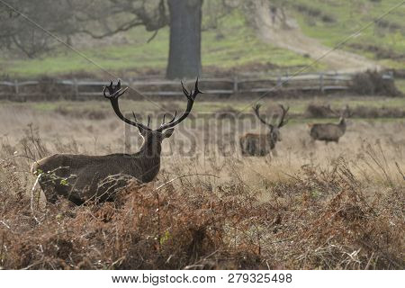 Stunning Red Deer Stag Cervus Elaphus With Majestic Antelrs In Autumn Fall Froest Landscape