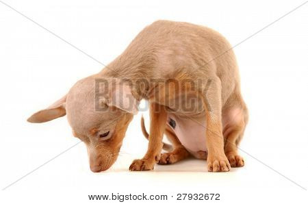 Toi doggy