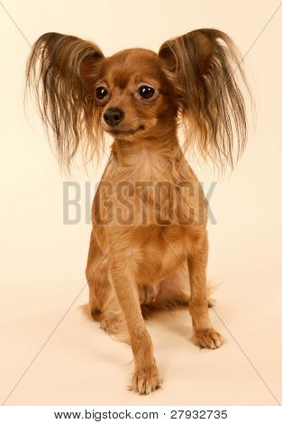 Toi doggy