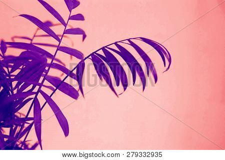 A Potted Plant In A Pink Pot On White Background Close-up Painting. Concept, Duotone Toning