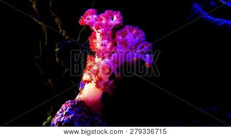 Red Carnation Tree Soft Coral (dendronephthya Sp.)