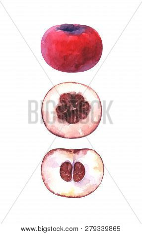 Hand Painted Watercolor Illustration Of Slices And Whole Velvet Apple Isolated On White Background