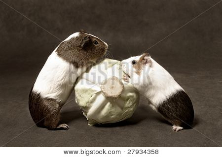 cochon d'Inde