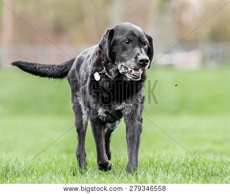 Very Old Black Labrador Walking Though A Park With Tail Wagging. A Black Dog In A Park, Countryside 