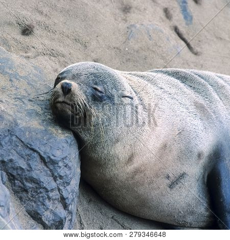 Cape Fur Seal, (arctocephalus Pusillus), Africa, Namibia, Erongo, Cape Cross