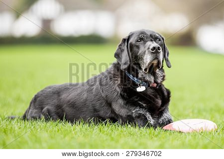 Very Old Black Labrador Lying On The Grass Near A Flying Disc. A Black Dog In A Park, Countryside Me