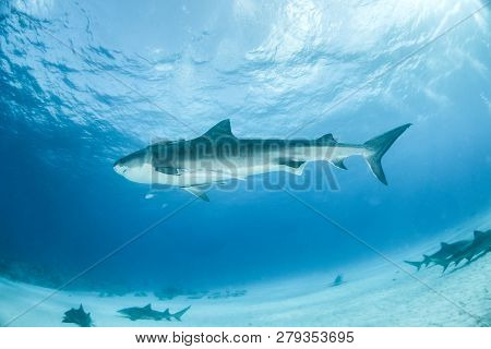 Tiger Shark At Tigerbeach, Bahamas