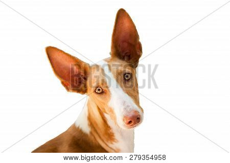 The Head Of Dog Podenco Canario (podengo Portugues) Breed, Red And White, Isolated, Close-up