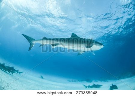 Tiger Shark At Tigerbeach, Bahamas