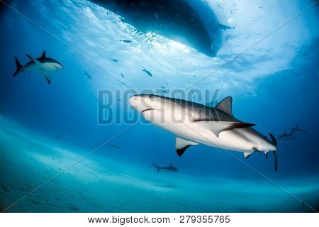 Caribbean Reef Shark At The Bahamas