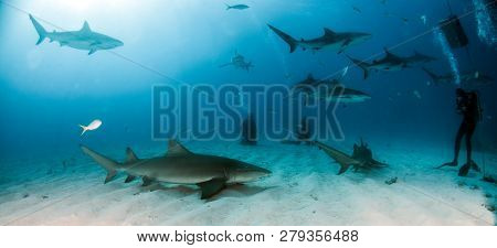 Lemon And Caribbean Reef Sharks At The Bahamas