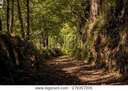 Detail Of Rural Road With Trees And Fallen Leaves In Earth Tones