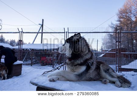 Close Up Beautiful Dog Huskie In A Natural Environment