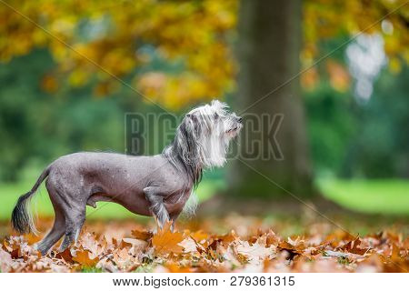 Chinese Crested Dog Looking To The Side From The Side In Autumn Fall Leaves. A Mostly Hairless Dog I