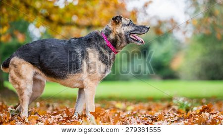 Very Old Alsatian Smiling Standing In Fall Autumn Leaves Ready To Bark With Mouth Open. An Alsatian 