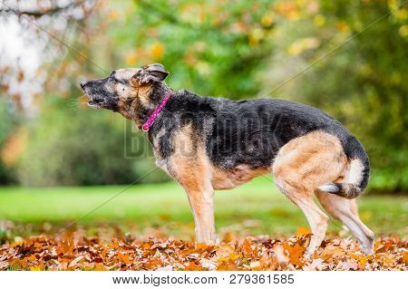Very Old Alsatian Smiling Standing In Fall Autumn Leaves Barking With Saliva Trails From Mouth. An A