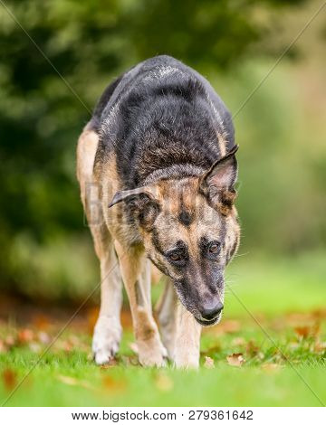 Very Old Alsatian Walking Towards Camera In Grass And Leaves Head Way Down. An Alsatian Or German Sh
