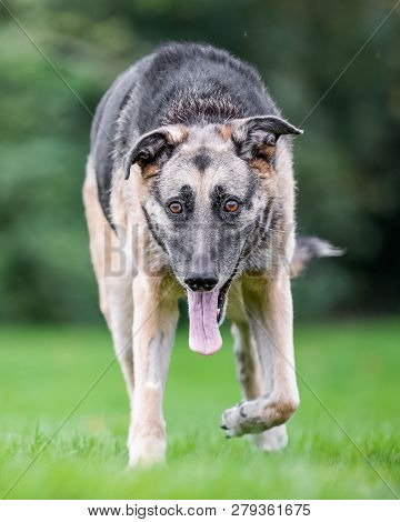 Very Old Alsatian Walking Towards Camera With Tongue Hanging Out. An Alsatian Or German Shepherd Dog