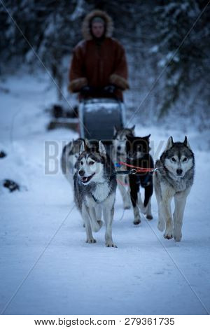 Sled Dog Race On Snow In Winter
