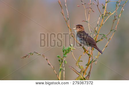 Adult Male Common Grasshopper Warbler Singing Loud