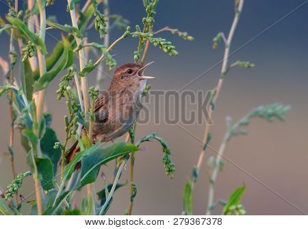 Adult Male Common Grasshopper Warbler Singing Voice