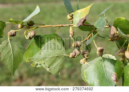 Poplar Spiral Gall Aphid Or Pemphigus Spyrothecae On Leaf Petiole Of Populus  (black Poplar)