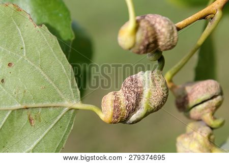 Poplar Spiral Gall Aphid Or Pemphigus Spyrothecae On Leaf Petiole Of Populus  (black Poplar)