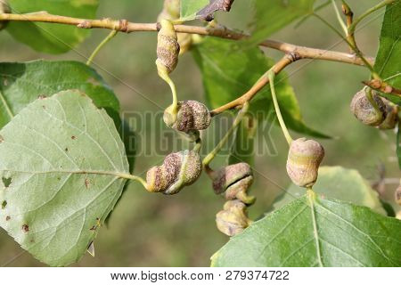 Poplar Spiral Gall Aphid Or Pemphigus Spyrothecae On Leaf Petiole Of Populus  (black Poplar)