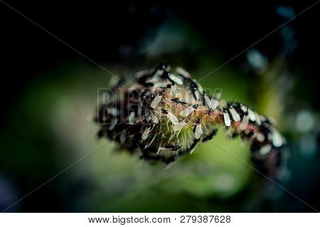 A Swarm Of Flying Ants Gather On A Floral Plant