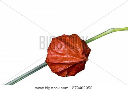 Chinese Lantern (physalis Franchetii) Plant Isolated On White Background. Branch Of Physalis Isolate