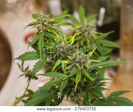 Early Stage Of Flowering Bud Of Marijuana. Dov.