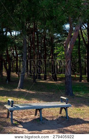 Wooden Bench In The Nature Park, Benches With Iron Forged Legs And Wooden Seats For Relaxing, In The