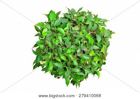 Ficus Benjamina Round Shape Isolated On A White Background, Top View