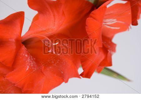 Gladiolas 8