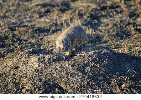 Prairie Dog (genus Cynomys Ludovicianus) Black-tailed In The Wild, Herbivorous Burrowing Rodent, In 