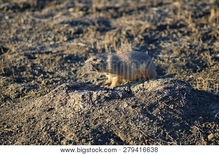 Prairie Dog (genus Cynomys Ludovicianus) Black-tailed In The Wild, Herbivorous Burrowing Rodent, In 