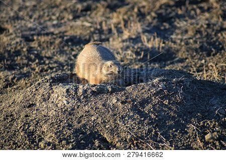 Prairie Dog (genus Cynomys Ludovicianus) Black-tailed In The Wild, Herbivorous Burrowing Rodent, In 