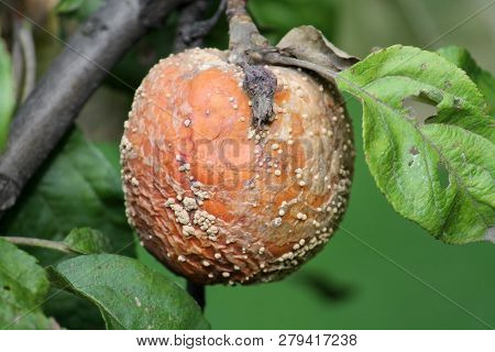 Brown Fruit Rot Of Apple Caused By Monilia Fungus