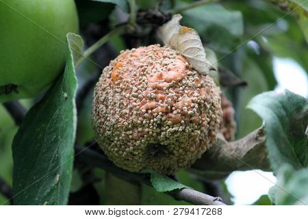 Brown Fruit Rot Of Apple Caused By Monilia Fungus