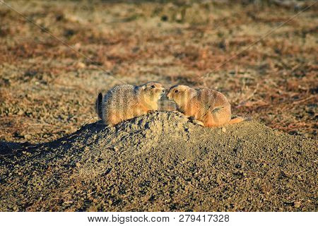 Prairie Dog (genus Cynomys Ludovicianus) Black-tailed In The Wild, Herbivorous Burrowing Rodent, In 