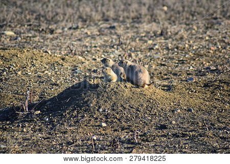 Prairie Dog (genus Cynomys Ludovicianus) Black-tailed In The Wild, Herbivorous Burrowing Rodent, In 