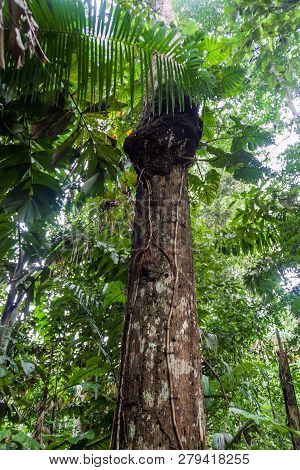 Termite Nest On A Tree In Madidi National Park, Bolivia