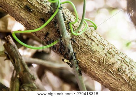 Ants On A Tree Branch In A Jungle Of Madidi National Park, Bolivia