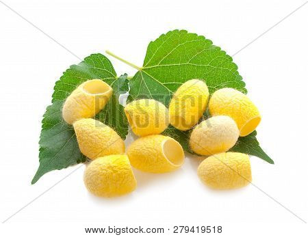 Yellow Thai Silkworm Cocoons Pile Isolated On White Background