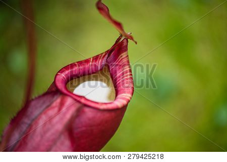 Close Up Of Nepenthes Also Called Tropical Pitcher Plants Or Monkey Cups In The Plant Nursery Garden