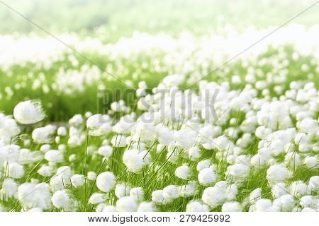The Arctic Cotton Grass (eriophorum) Field In Kamchatka. Horizontal Shot