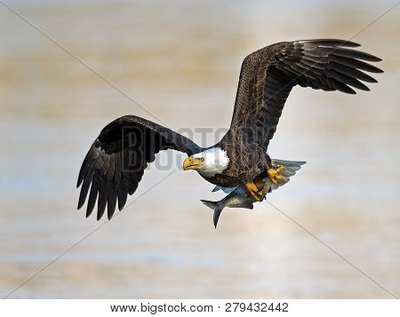 Bald Eagle In Flight With Large Fish In Talons